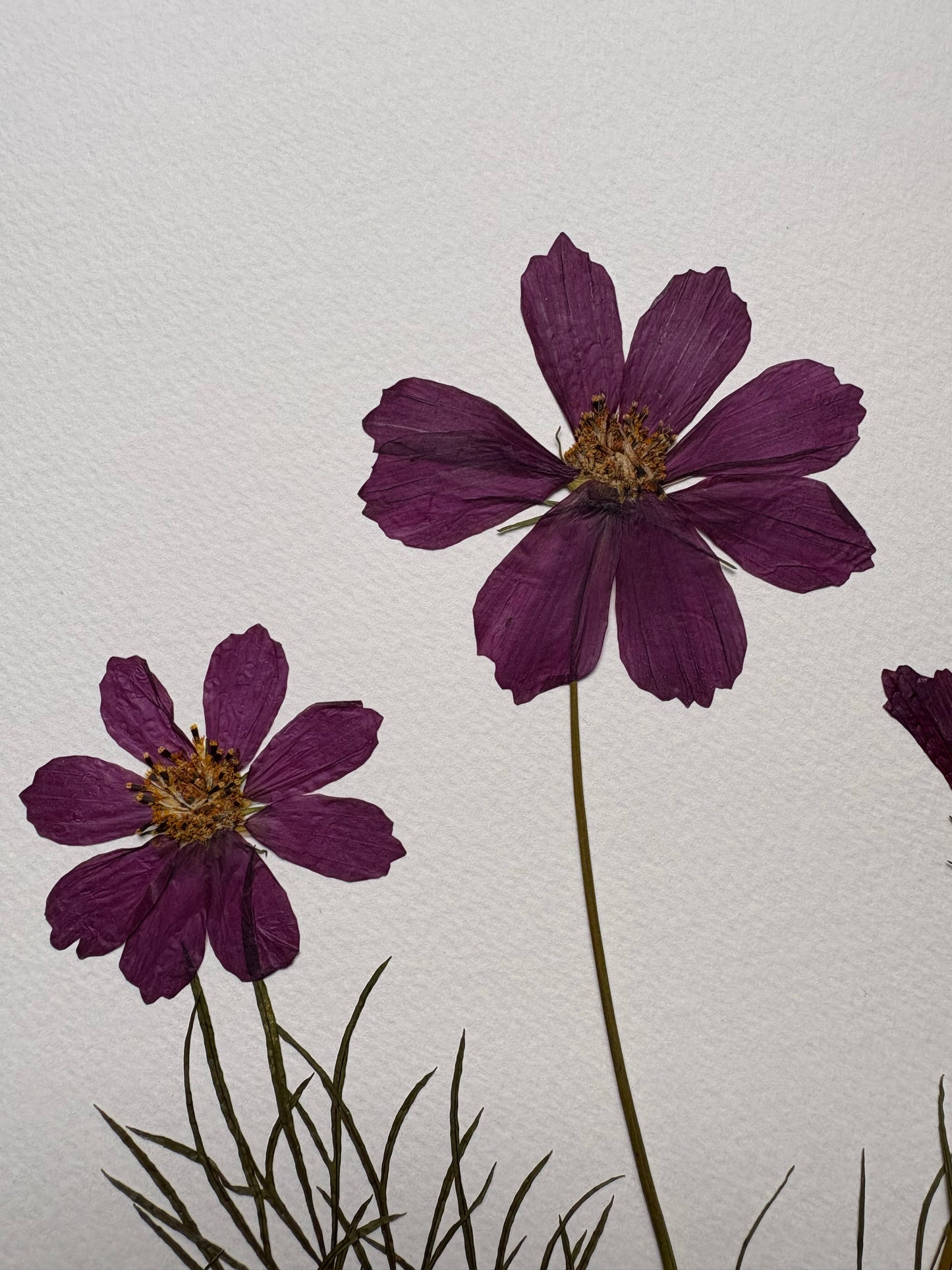Cuadro Cosmos púrpura I