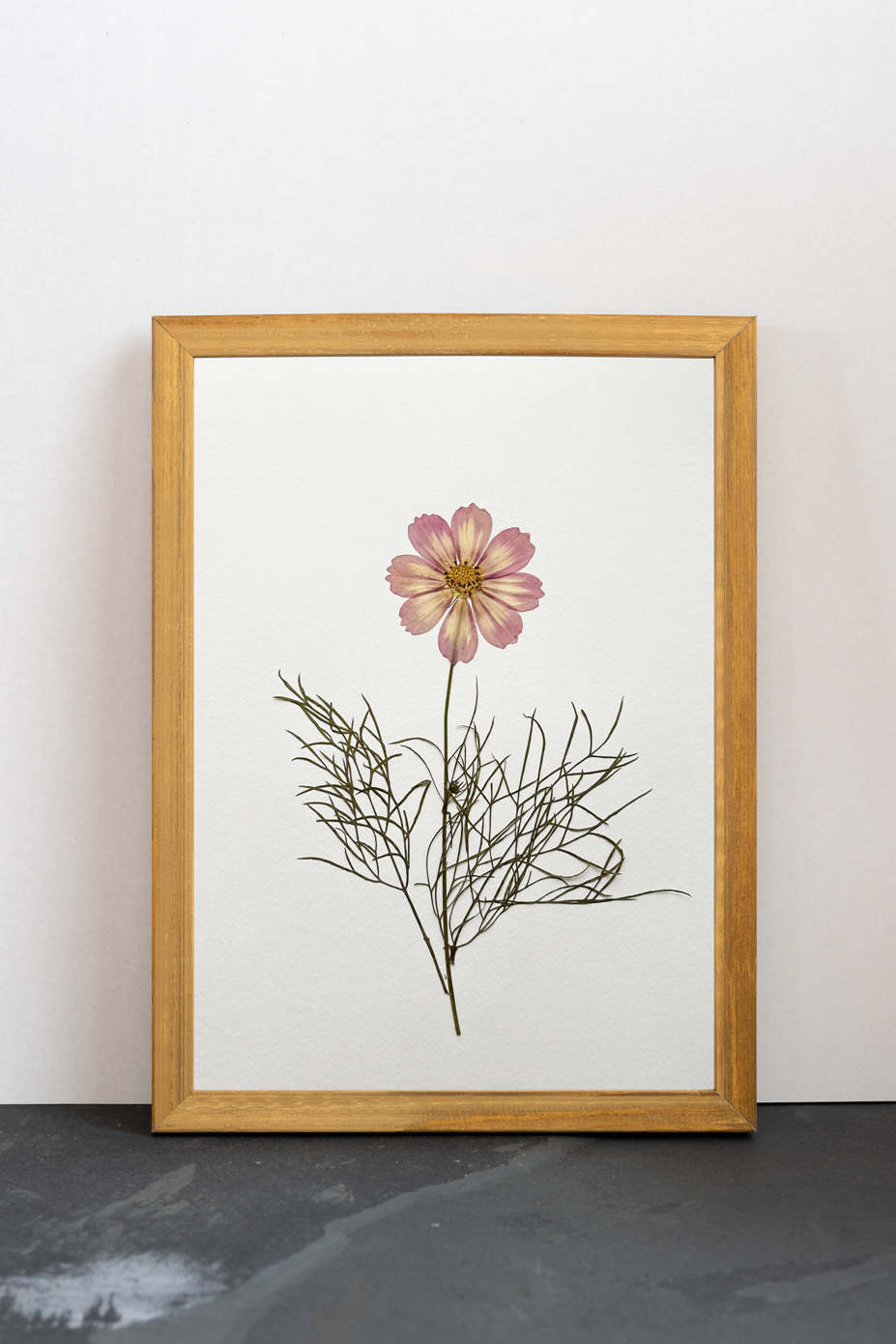 Cuadro Cosmos rosa IV