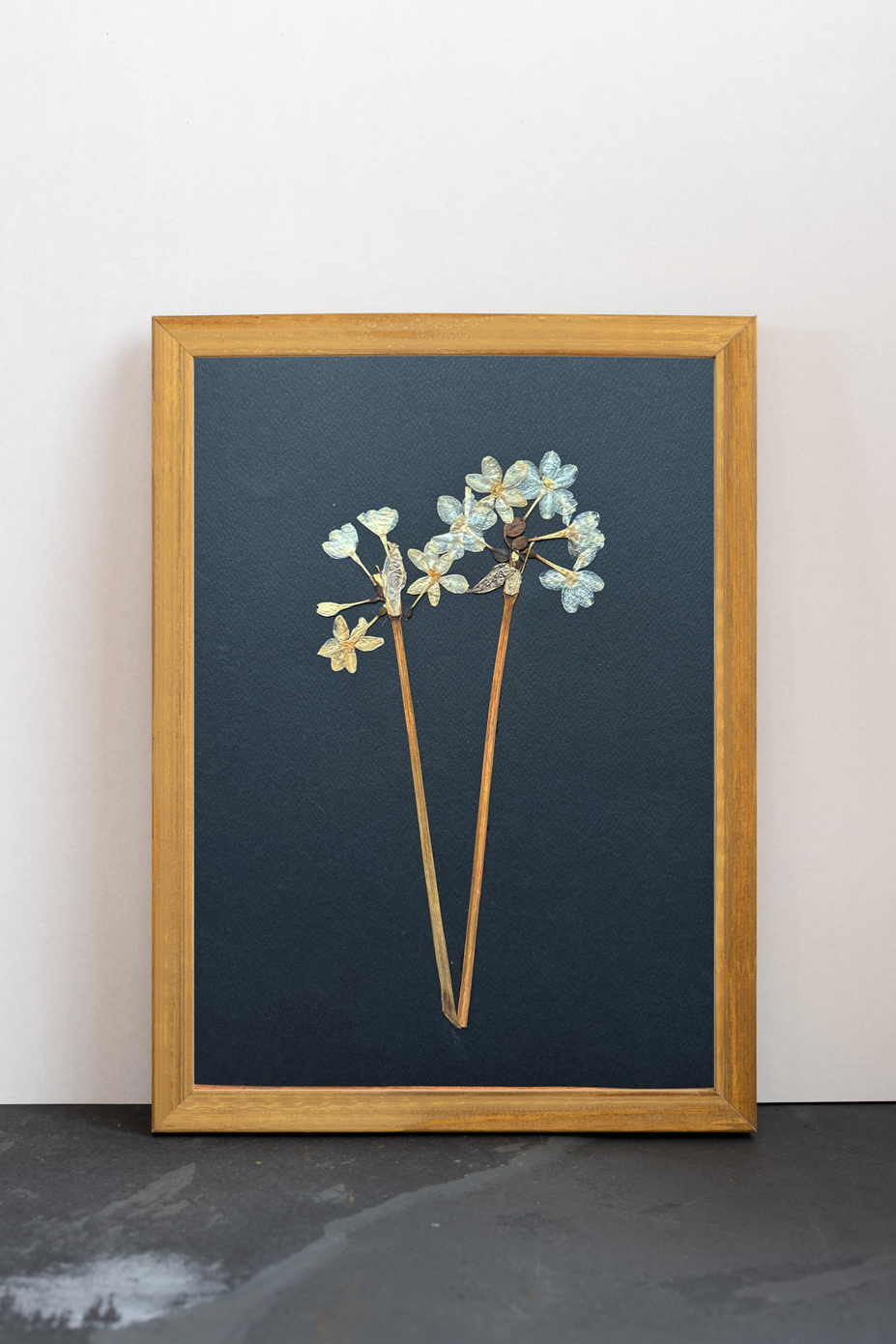 Cuadro Narciso blanco IV