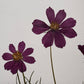 Cuadro Cosmos púrpura I