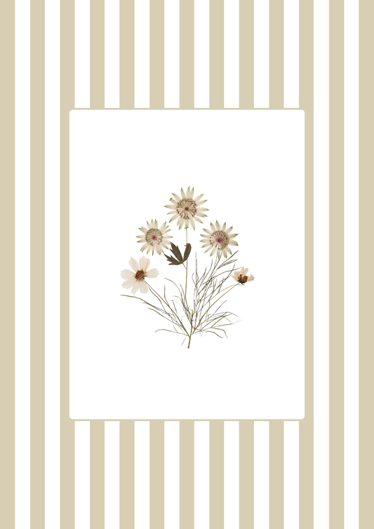 Garden Lines / Beige Cosmo IV