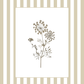 Garden Lines / Beige Ammis