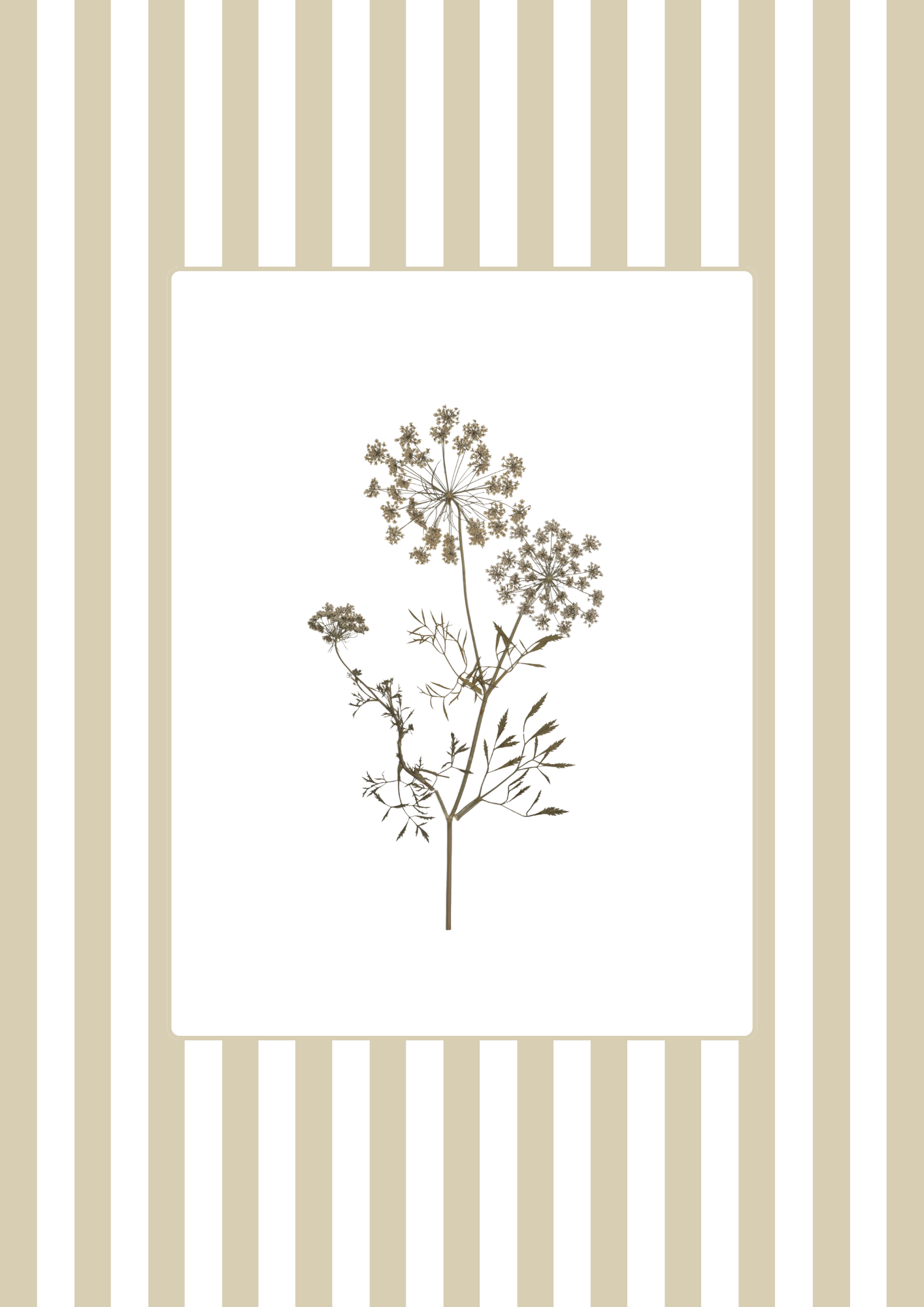 Garden Lines / Beige Ammis