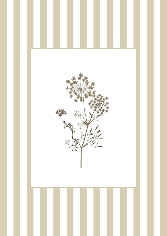Garden Lines / Beige Ammis