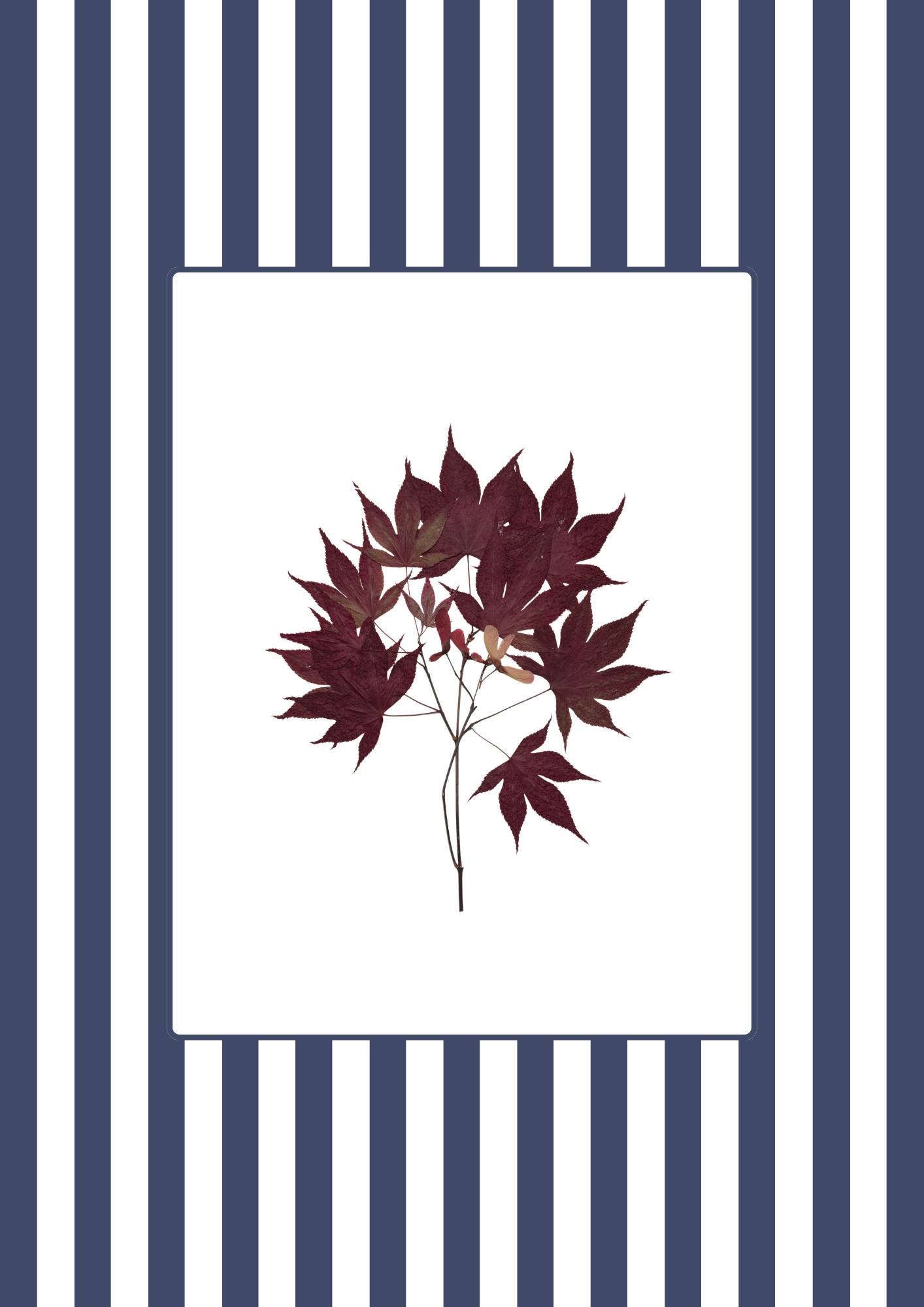 Garden Lines / Blue Acer