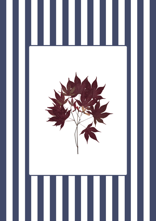 Garden Lines / Blue Acer
