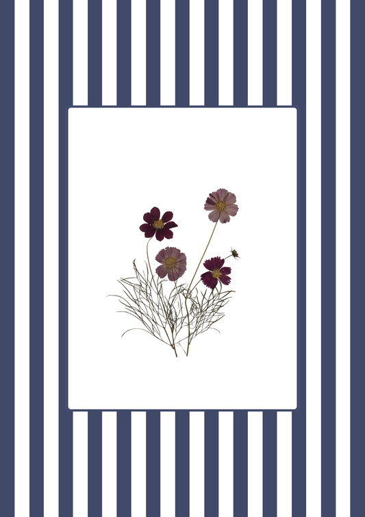 Garden Lines / Blue Cosmos