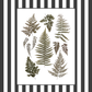 Garden Lines / Black Ferns