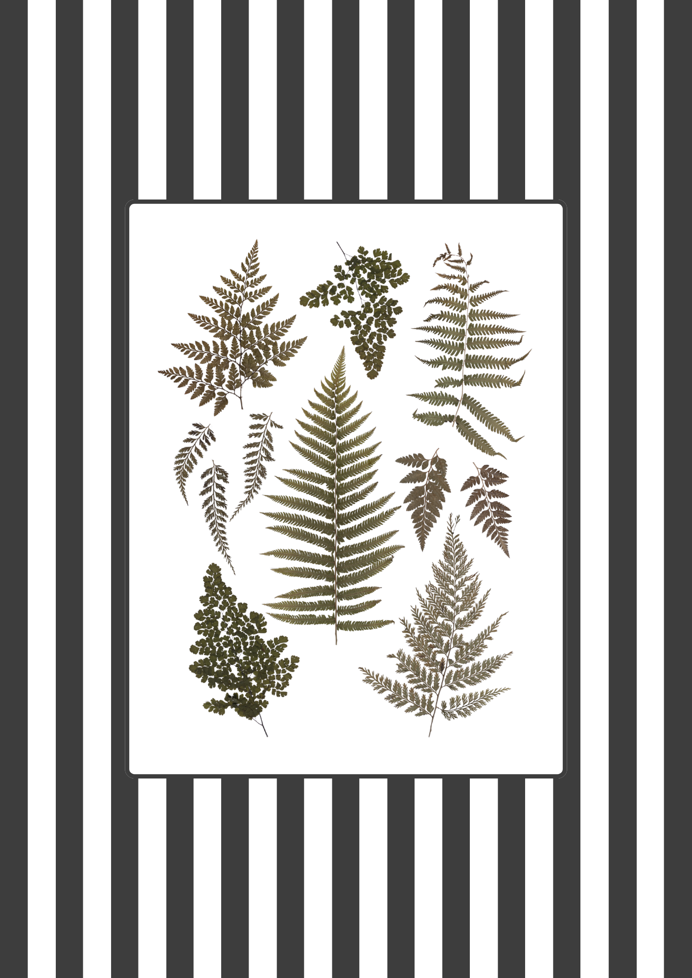 Garden Lines / Black Ferns