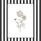 Garden Lines / Black Ammis