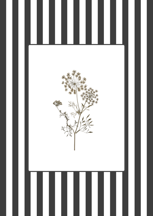 Garden Lines / Black Ammis