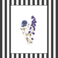 Garden Lines / Black Delphinium I