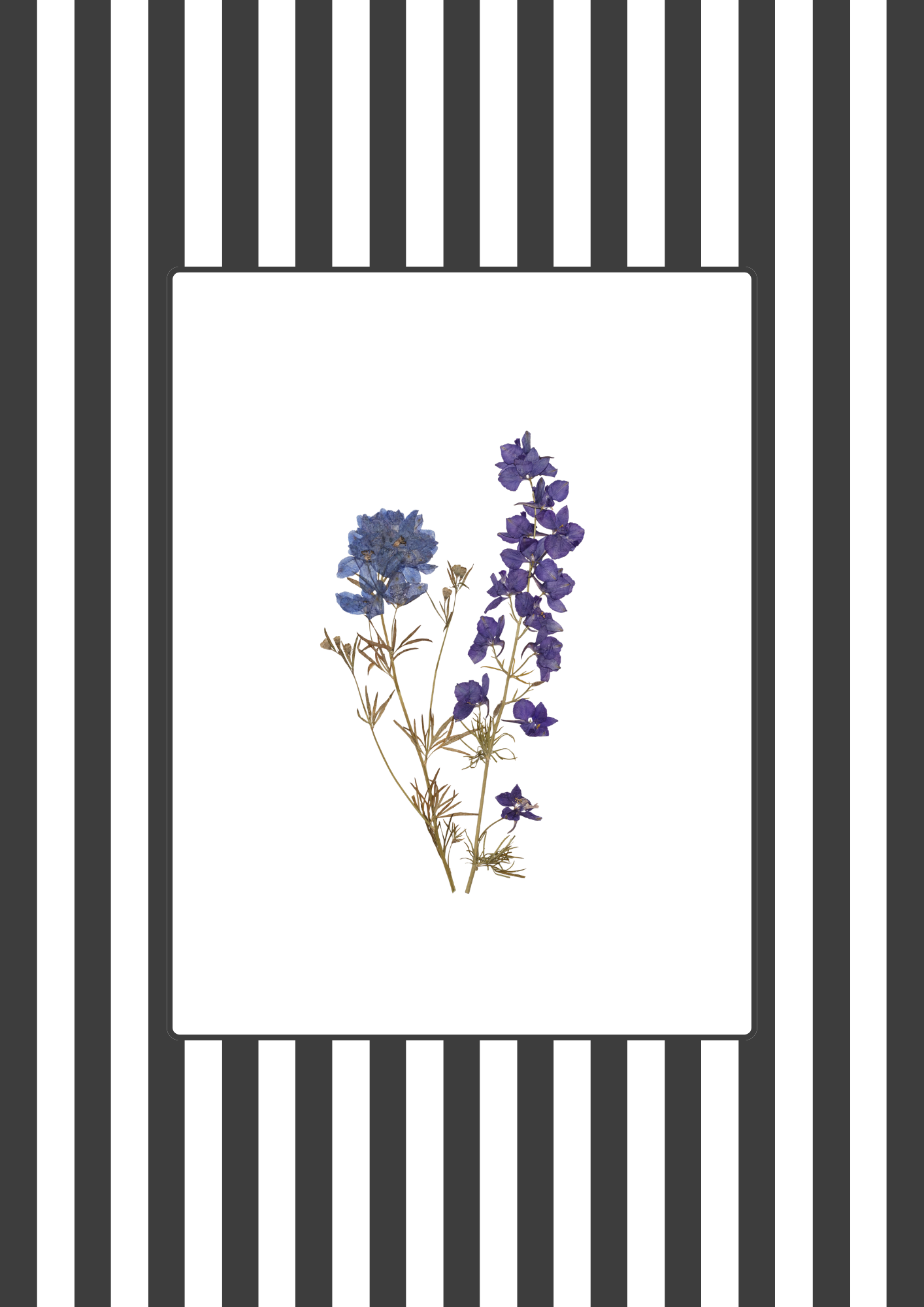 Garden Lines / Black Delphinium I