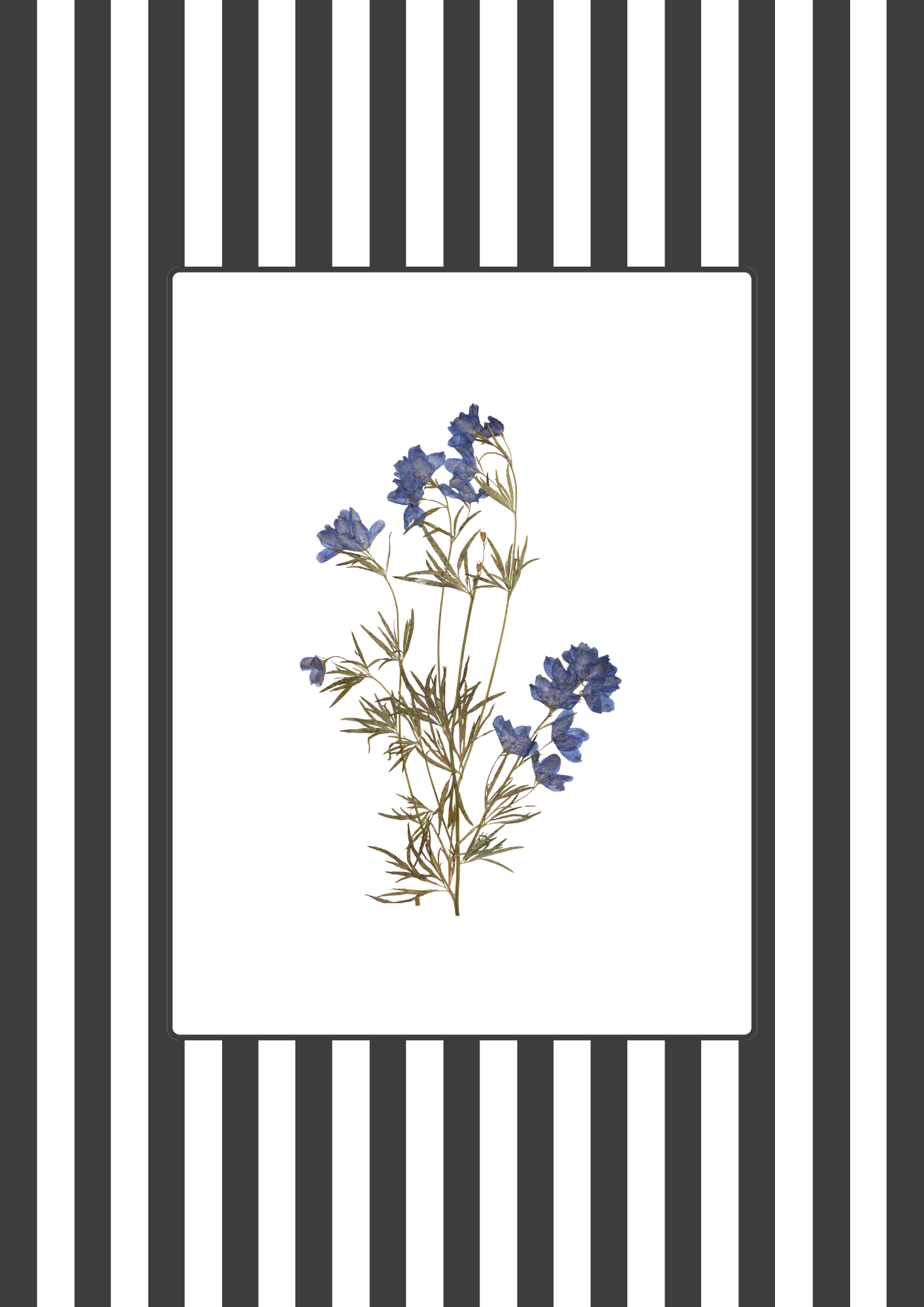 Garden Lines / Black Delphinium II