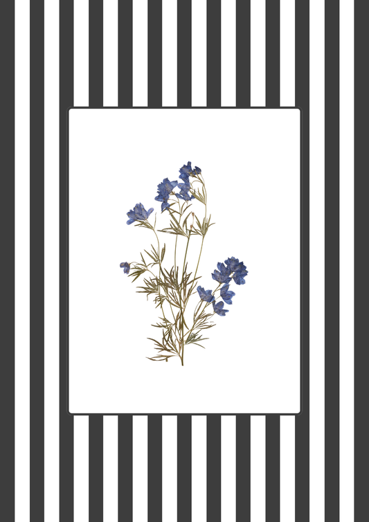 Garden Lines / Black Delphinium II