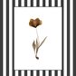 Garden Lines / Black Tulip III