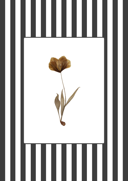 Garden Lines / Black Tulip III
