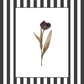 Garden Lines / Black Tulip II