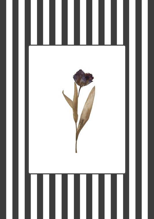 Garden Lines / Black Tulip II
