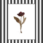 Garden Lines / Black Tulip I