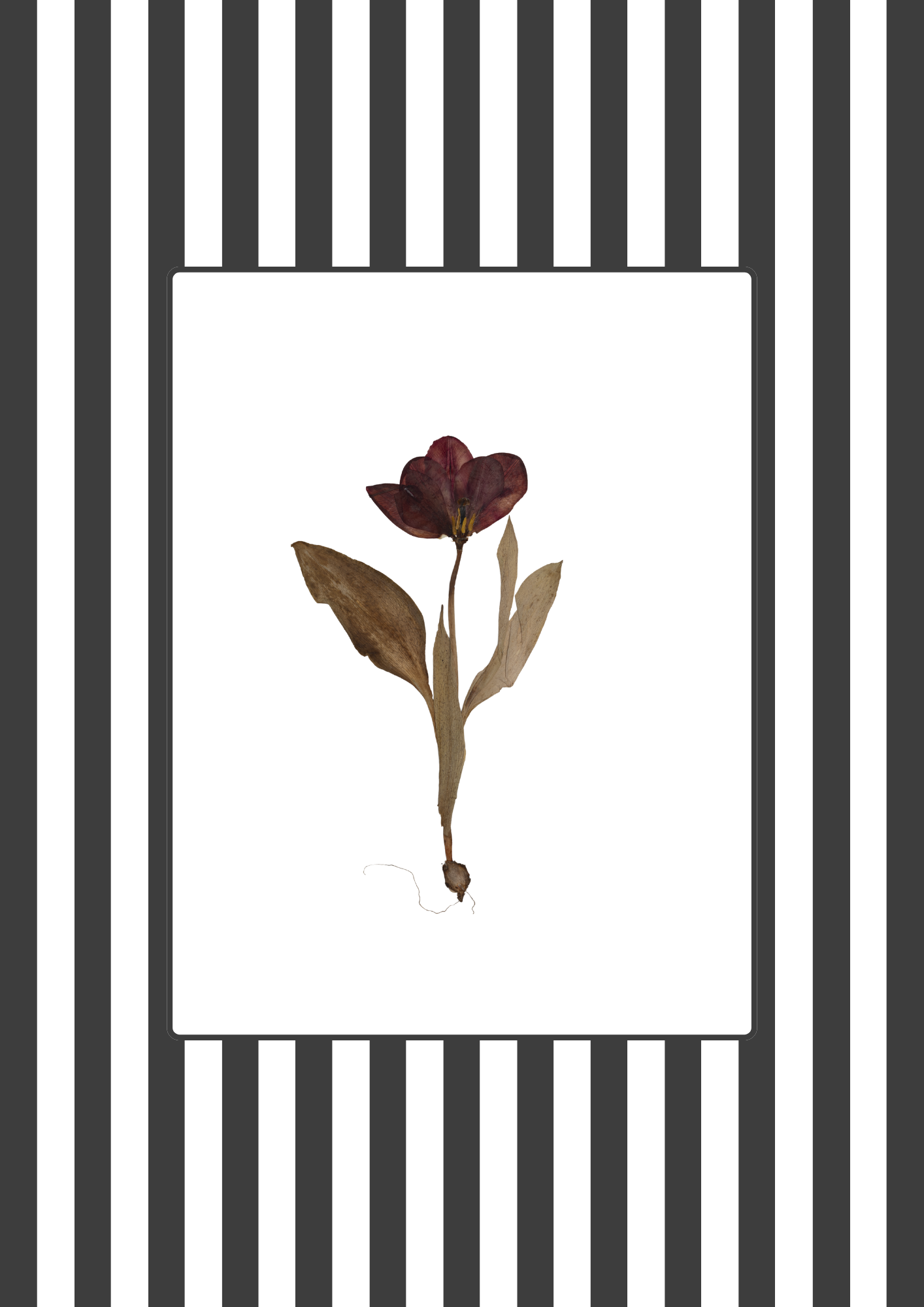 Garden Lines / Black Tulip I