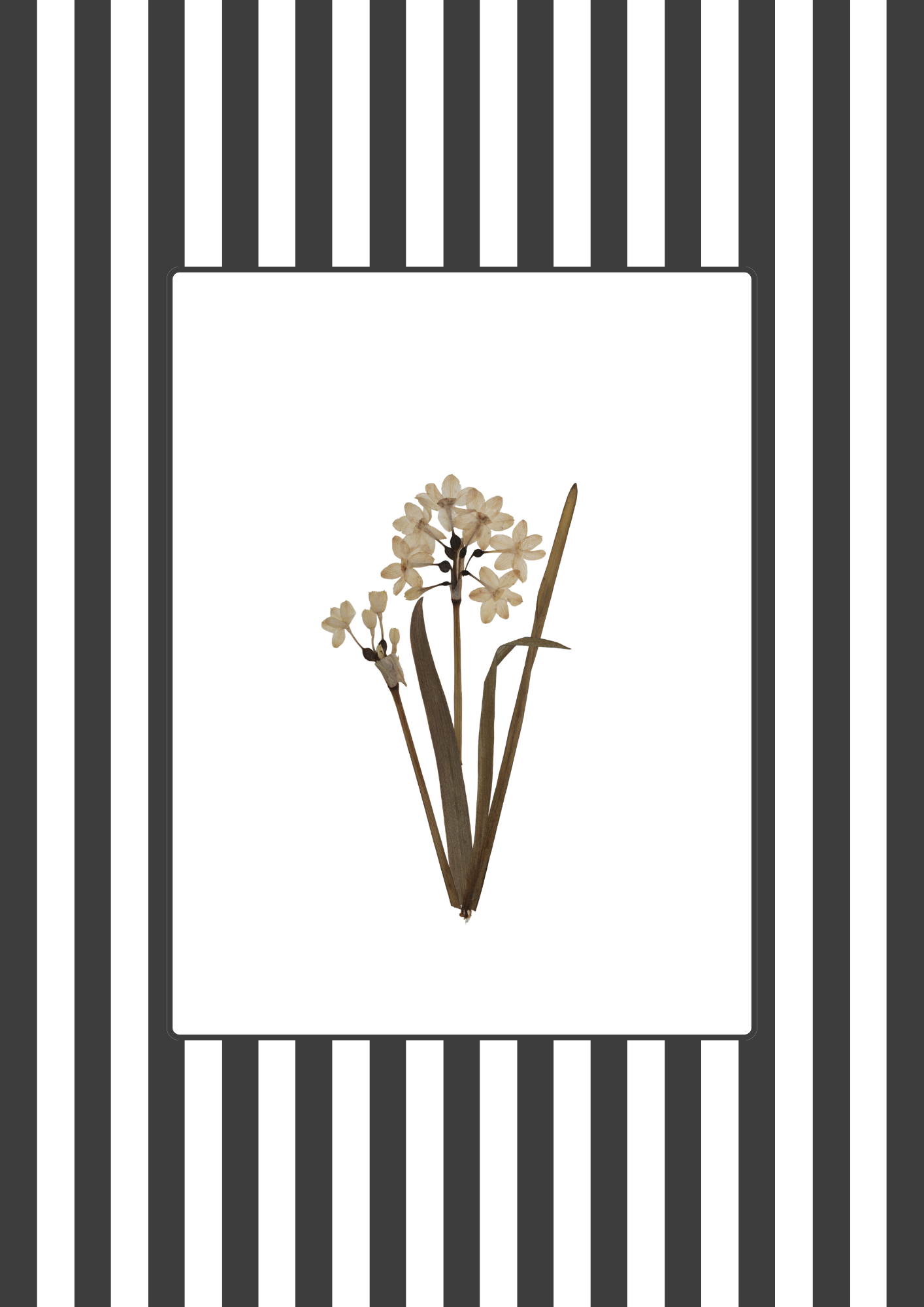 Garden Lines / Black Narciso