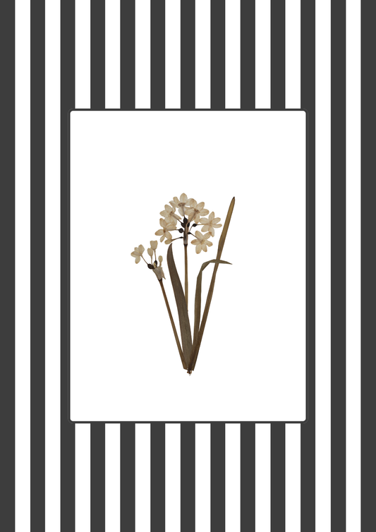 Garden Lines / Black Narciso