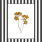 Garden Lines / Black Fresia I