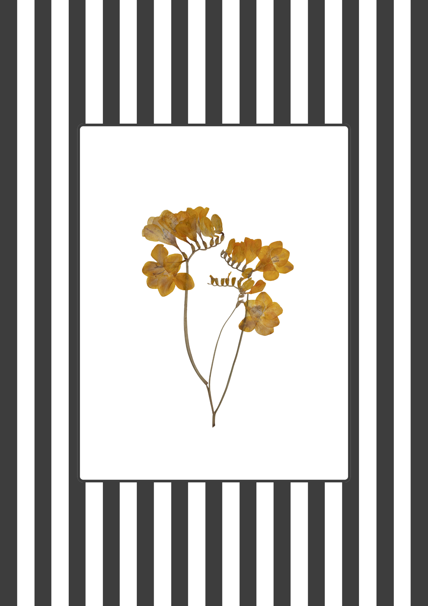 Garden Lines / Black Fresia I
