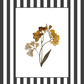Garden Lines / Black Fresia II