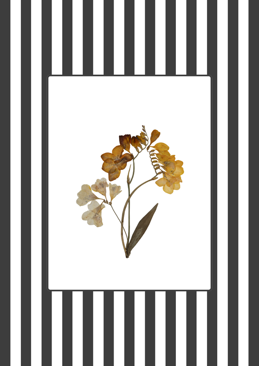 Garden Lines / Black Fresia II