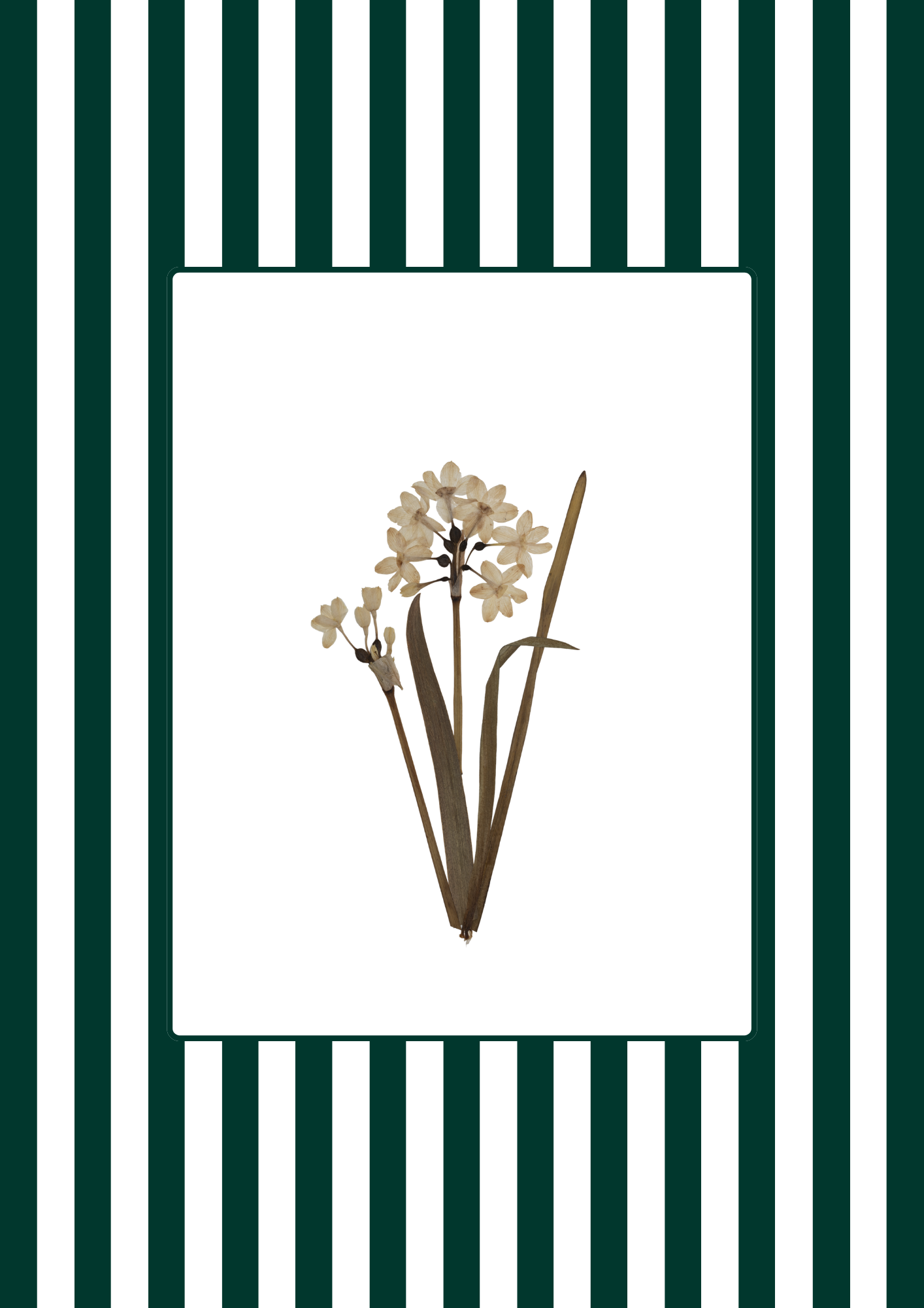 Garden Lines / Green Narciso