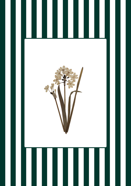 Garden Lines / Green Narciso