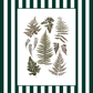 Garden Lines / Green Ferns III
