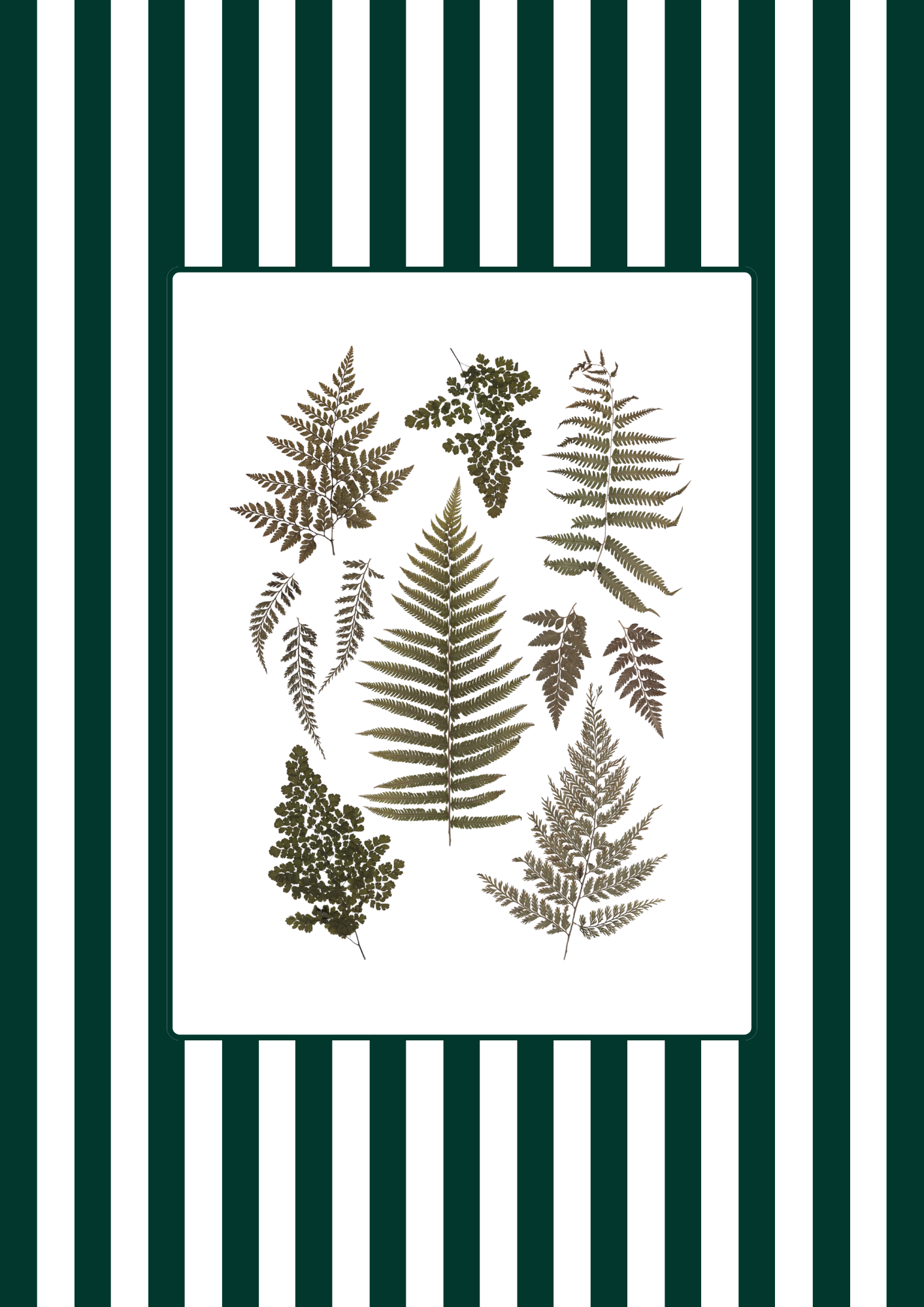 Garden Lines / Green Ferns III