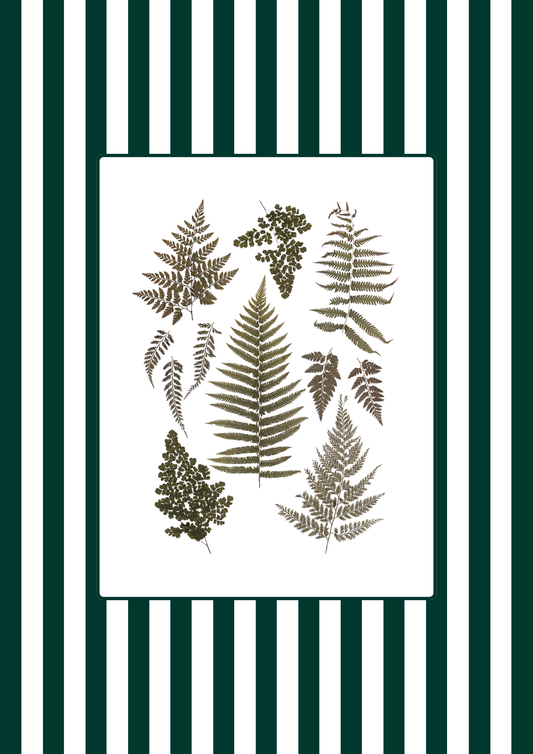 Garden Lines / Green Ferns III