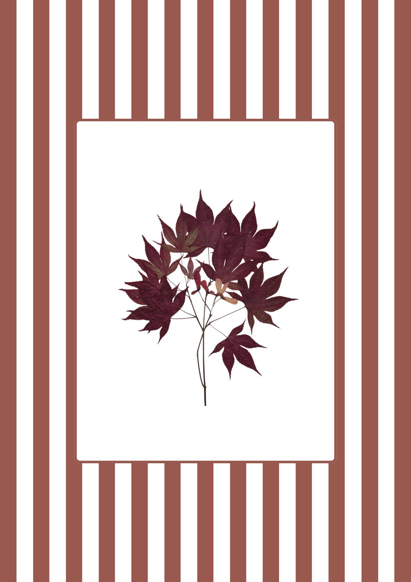 Garden Lines / Terracota Acer