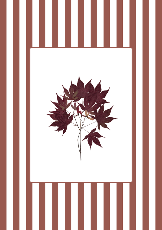 Garden Lines / Terracota Acer