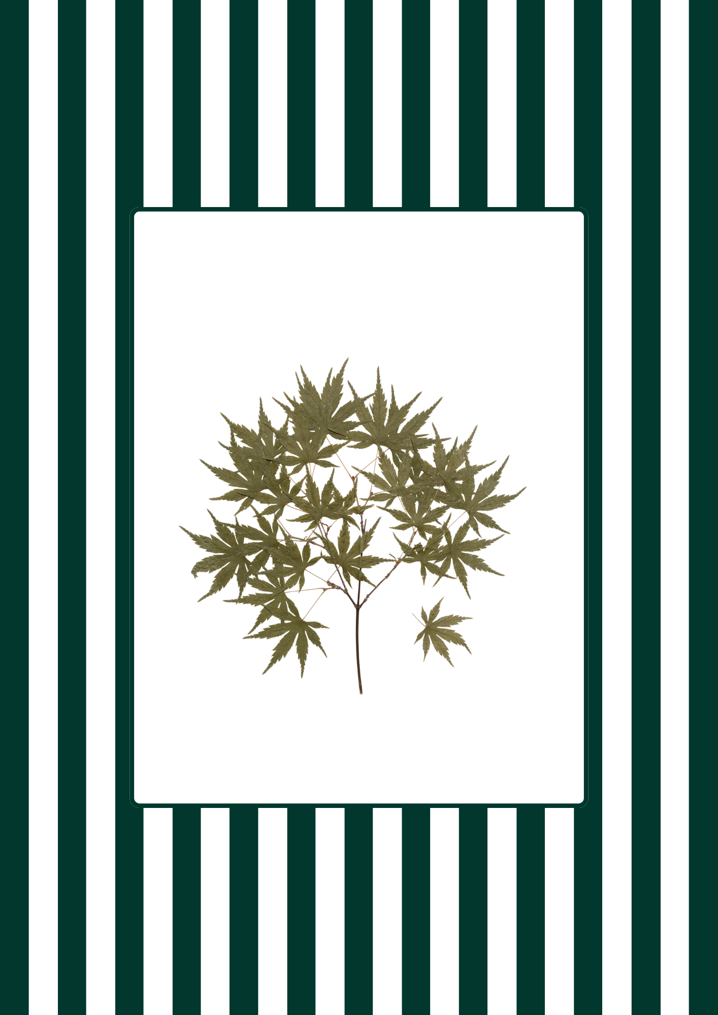 Garden Lines / Green Acer I