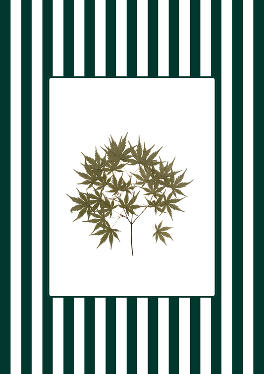 Garden Lines / Green Acer I
