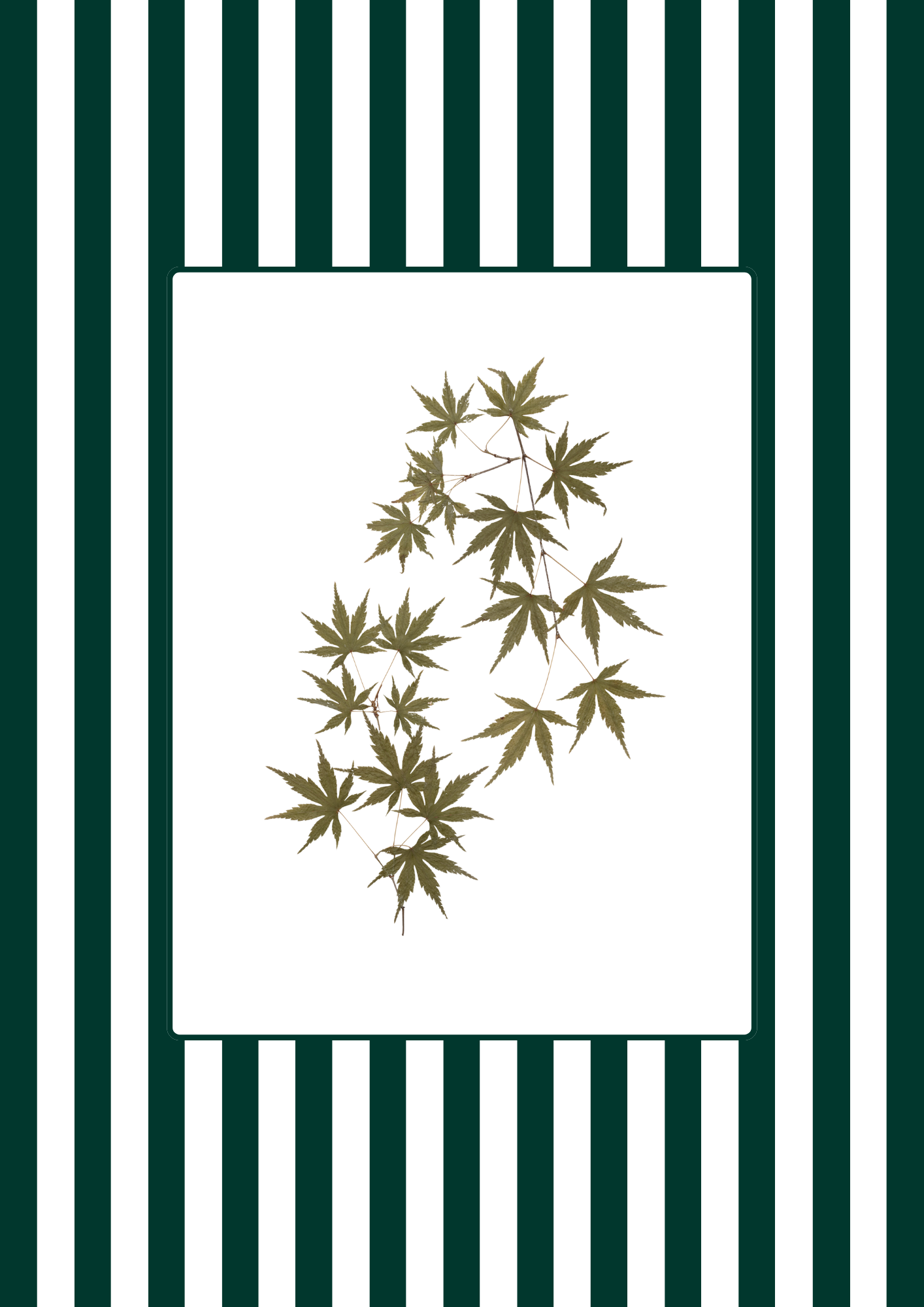 Garden Lines / Green Acer II