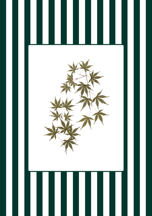 Garden Lines / Green Acer II
