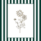 Garden Lines / Green Ammis