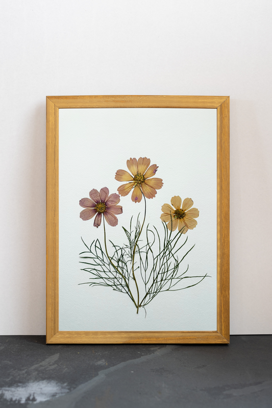 Cuadro Cosmos Rosa I