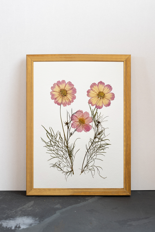 Cuadro Cosmos rosa III