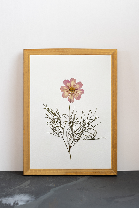 Cuadro Cosmos rosa IV