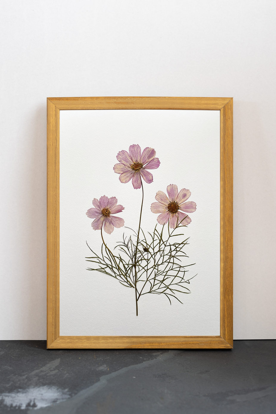 Cuadro Cosmos rosa V