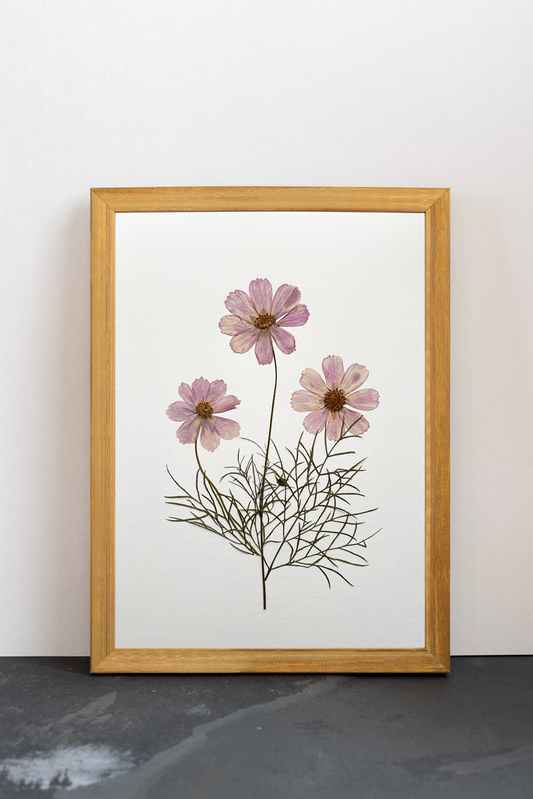 Cuadro Cosmos rosa V