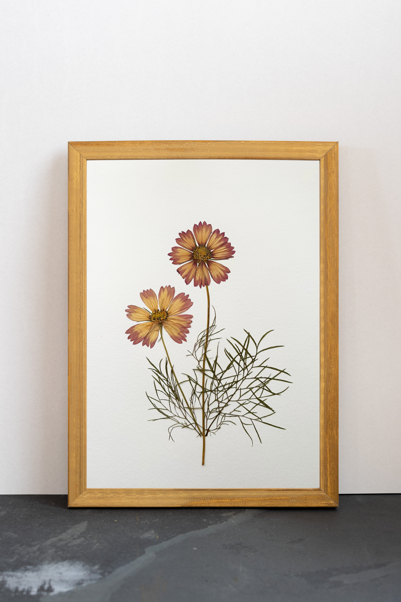 Cuadro Cosmos rosa II