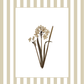 Garden Lines / Beige Narciso